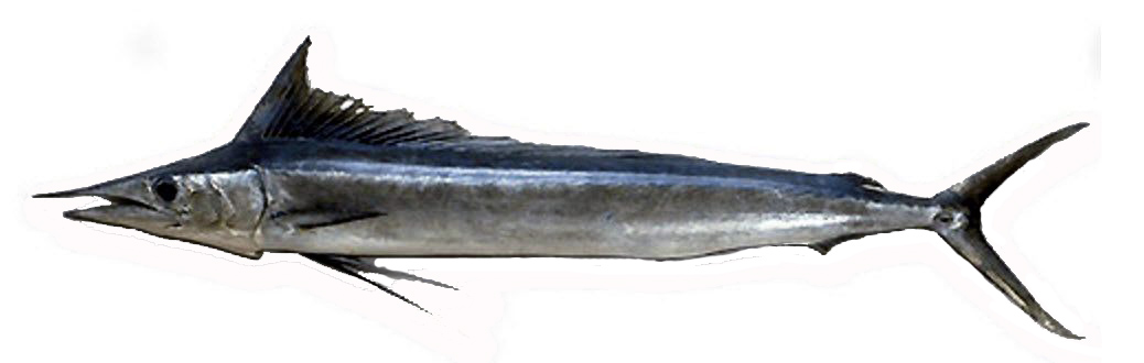 Tetrapturus belone_03.jpg